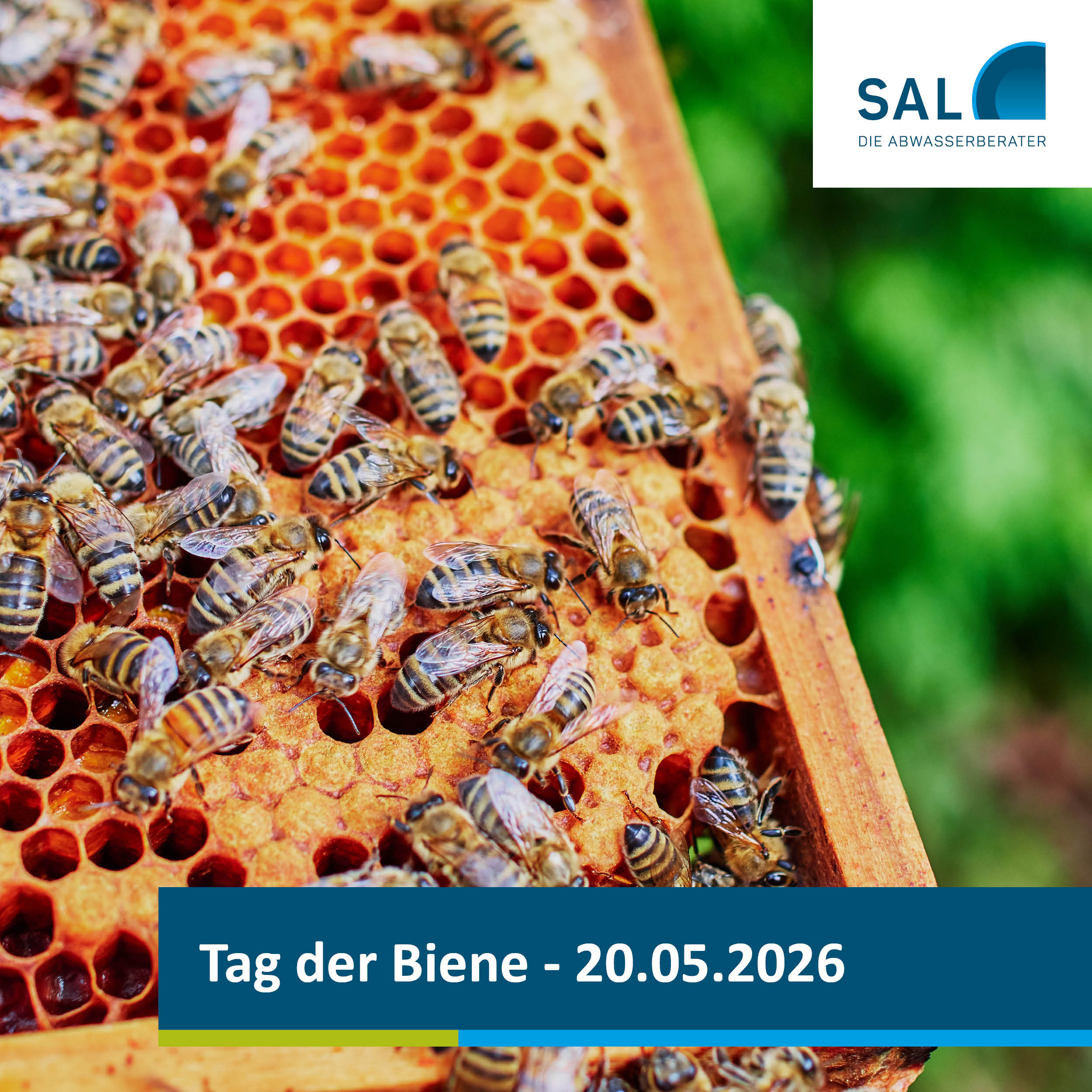 Bienenstock - SAL