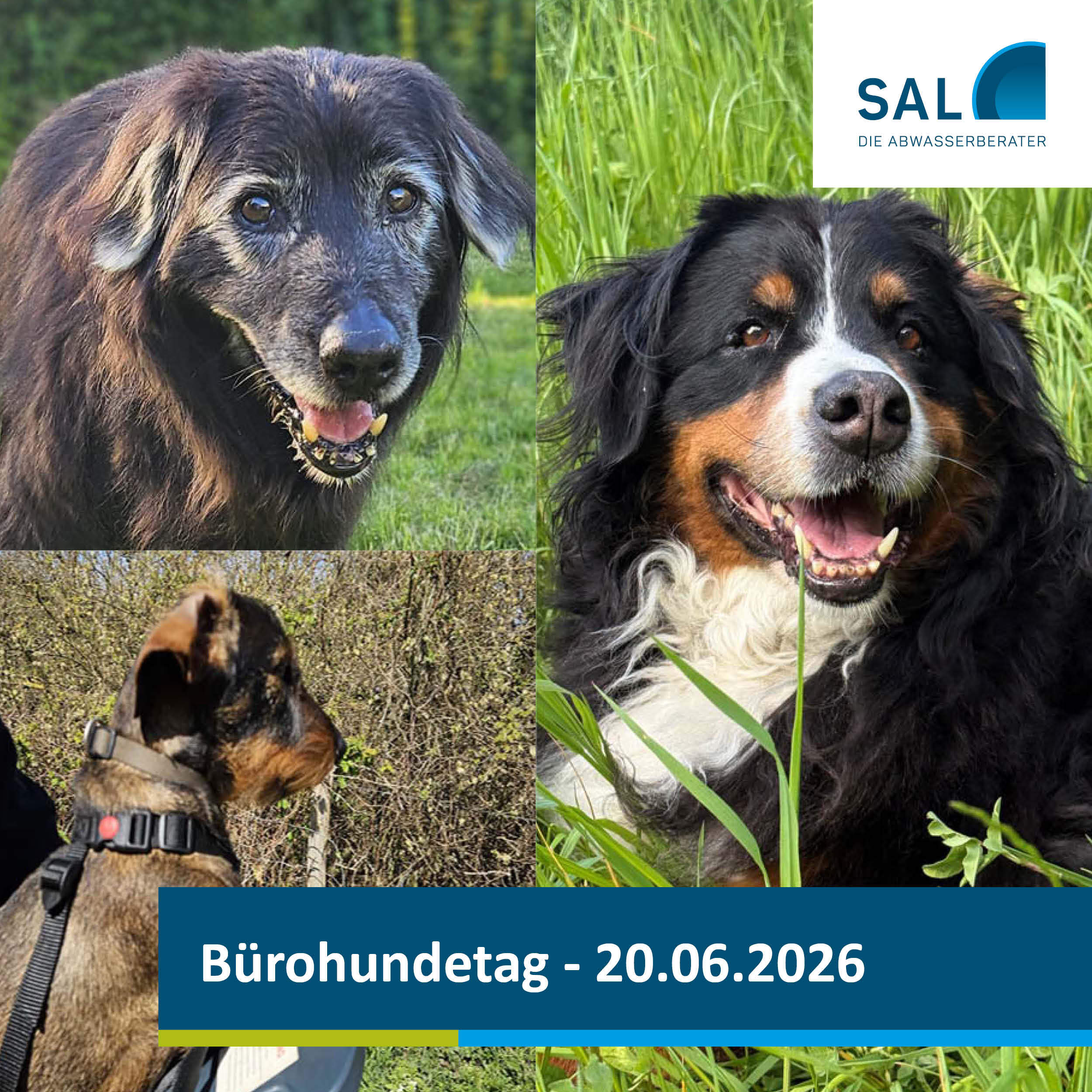 Hundefotos | SAL